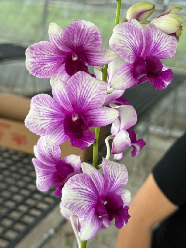 蒙娜丽莎 【秋石斛】爆花好养花期长云南鲜花绿植