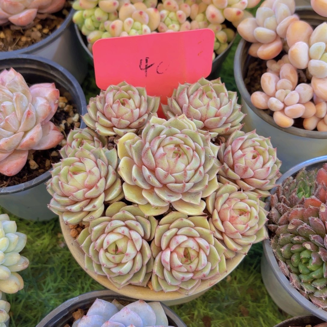 风***淡云南金致家精品多肉