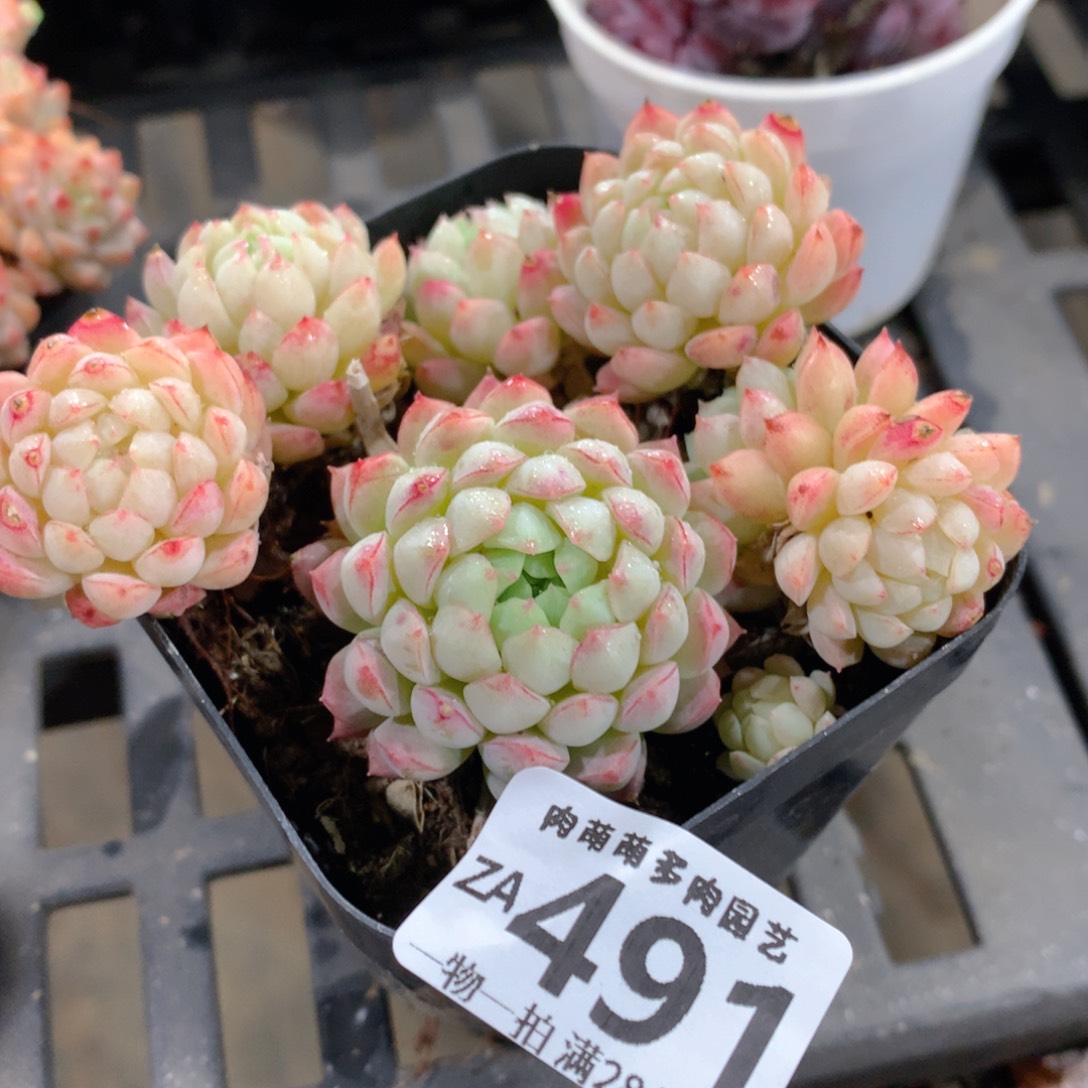 肉萌萌拇指盆精控多肉ZA491