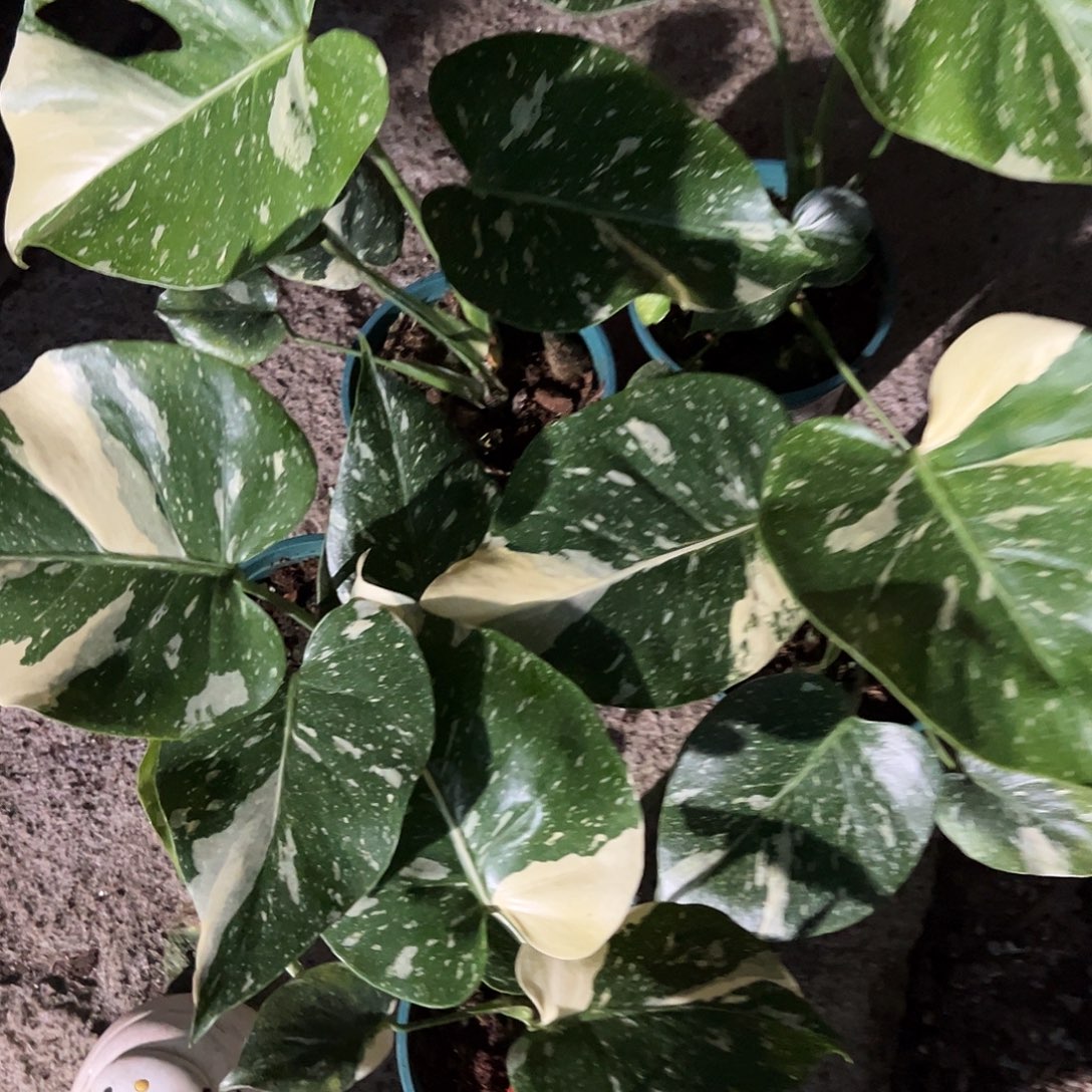 完全开放洒金底座随机发货不售后