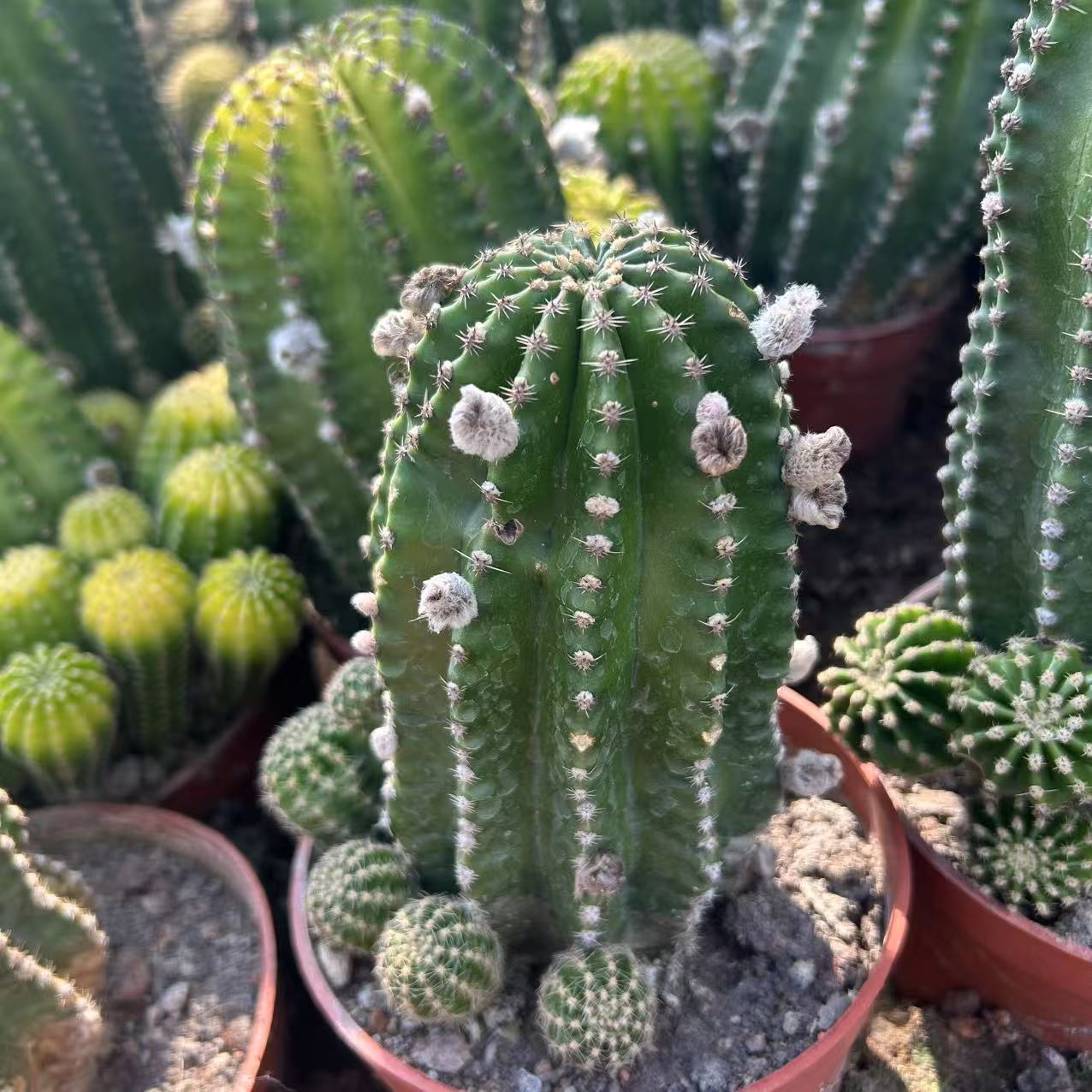 大号单头起黑金刚高度15cm  仙人球夏型种绿植盆栽桌面阳台