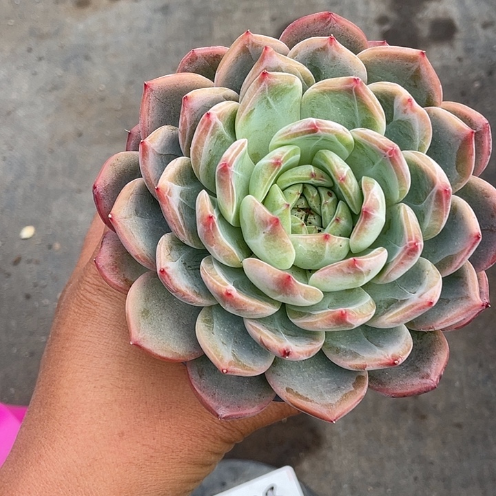 大课红鸾带盆发货