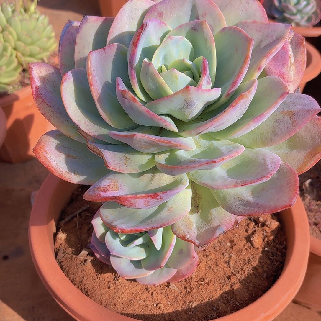 多肉植物。。。。。。。。。。。。。。。