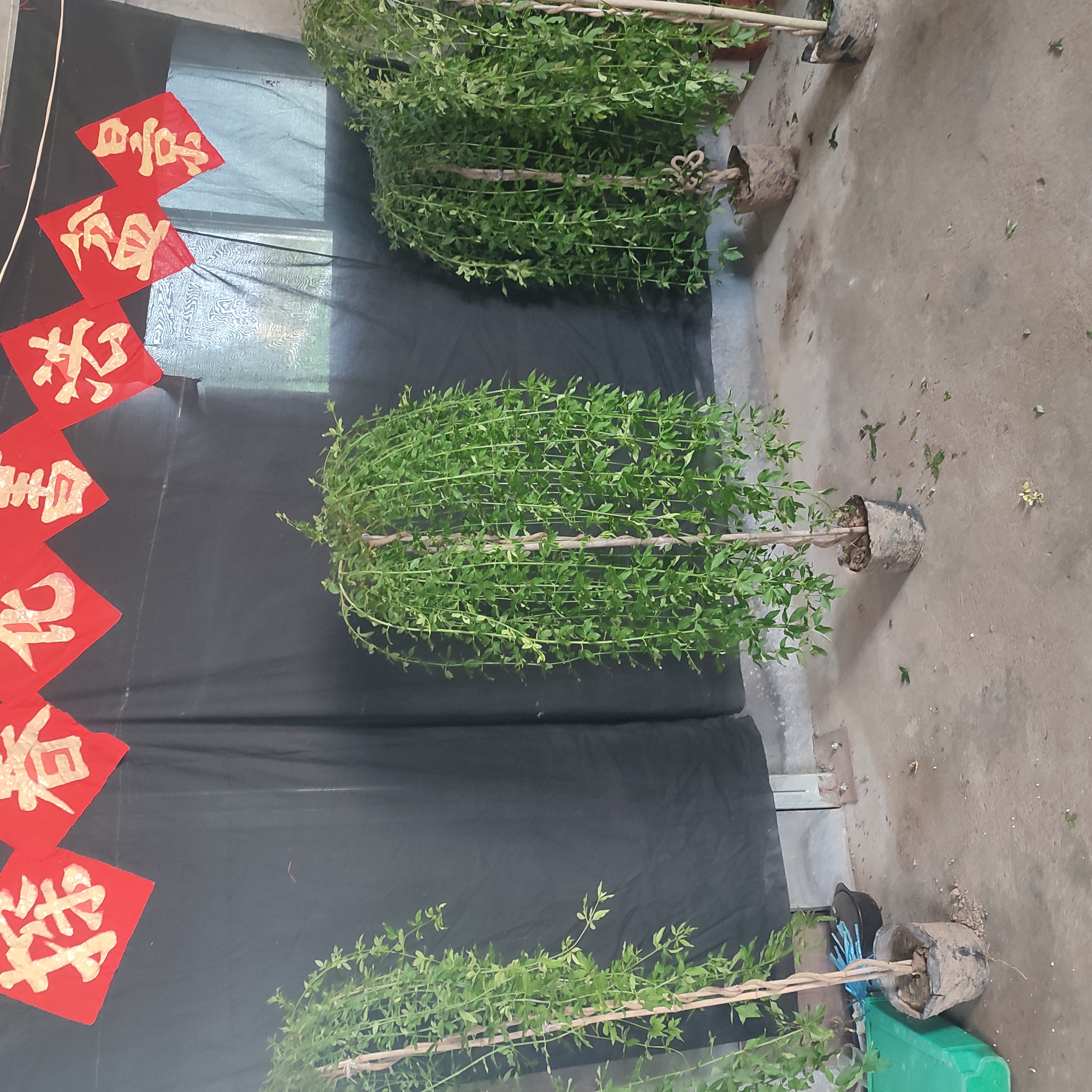 高杆垂均探春梅花盆景