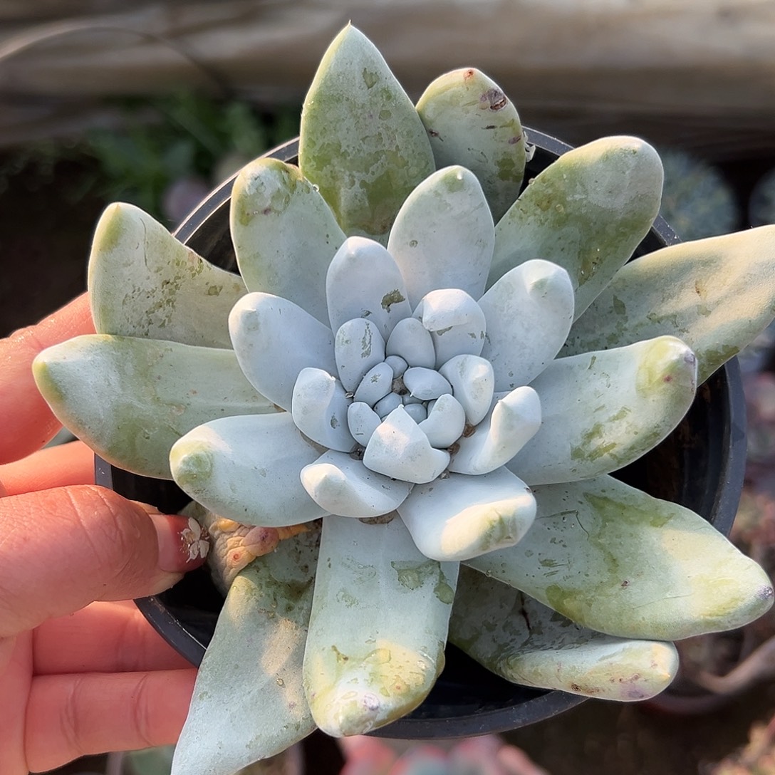 多肉植物拇指仙女杯