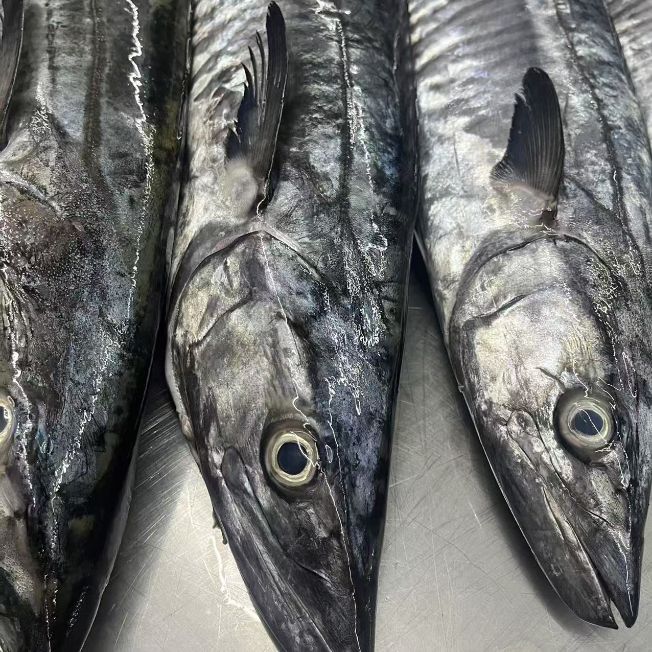 6斤正宗康氏马鲛鱼博贺港新鲜鲜活速冻深海海钓肉质鲜嫩顺丰包邮