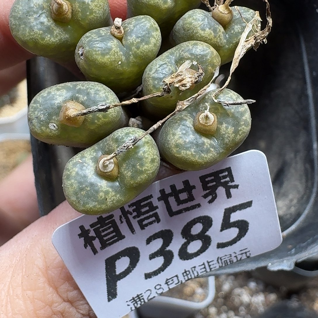 多肉植物的人生gbn