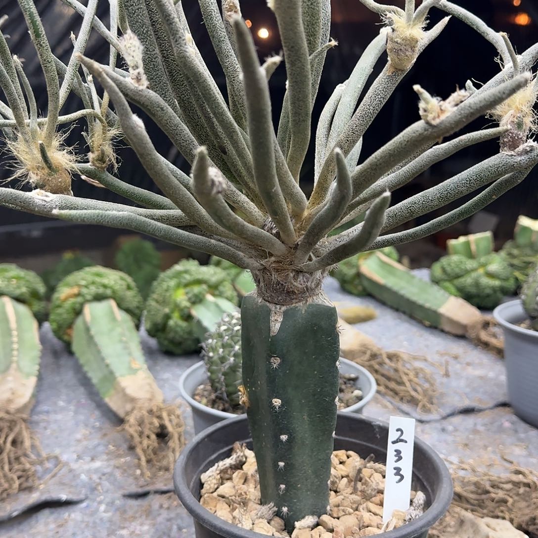 苗接美杜莎仙人球