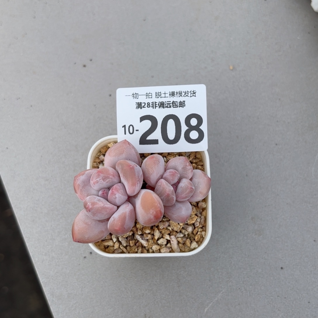 香水奶老桩多肉多肉