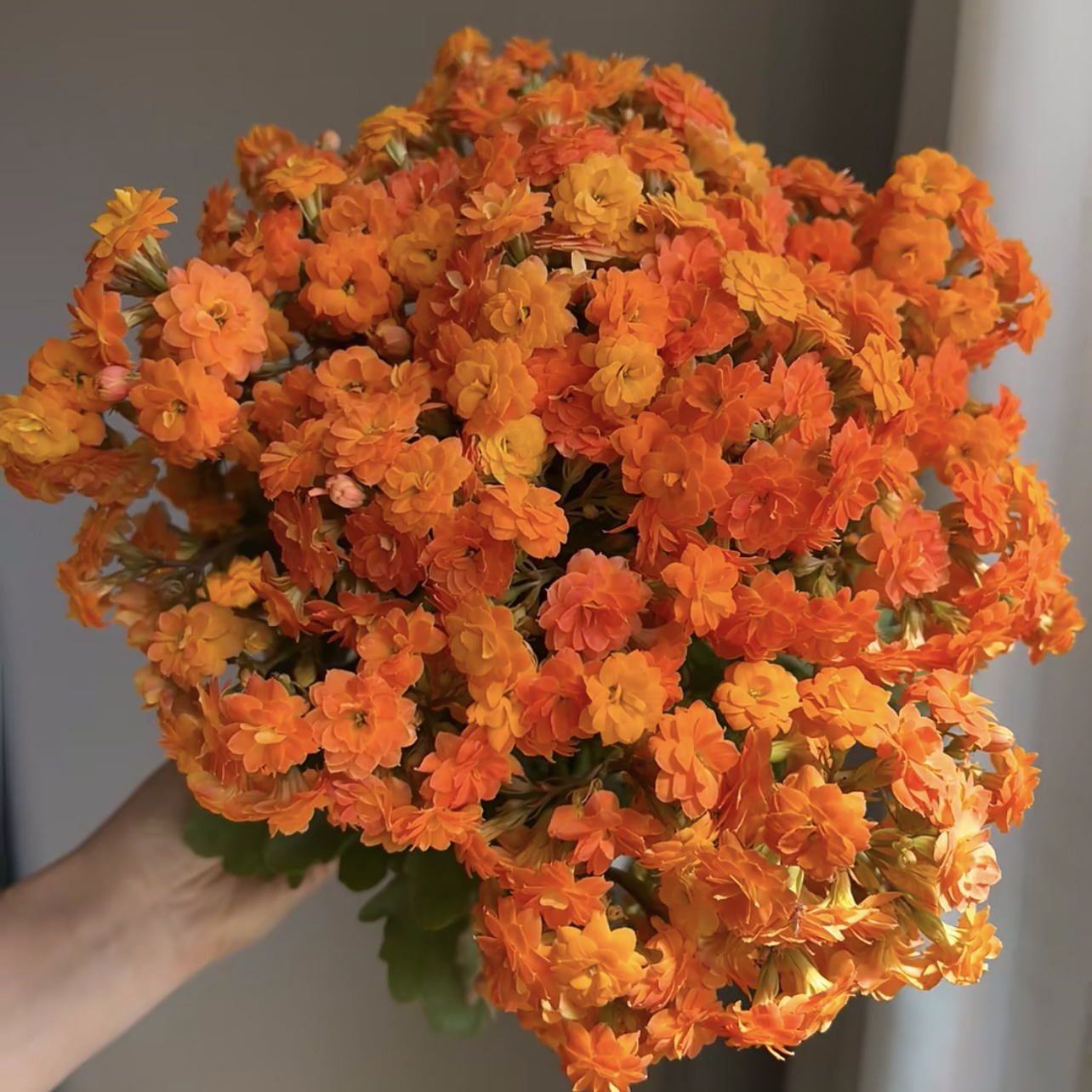 索尔丹长寿盆栽花卉庭院阳台新手易养护忌积水