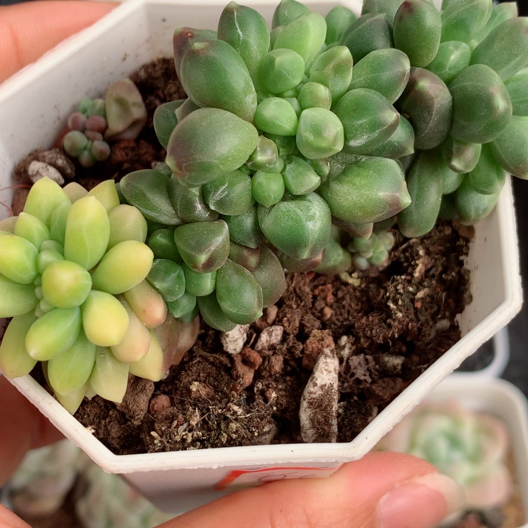 108千代田锦58包邮  群生不包整 