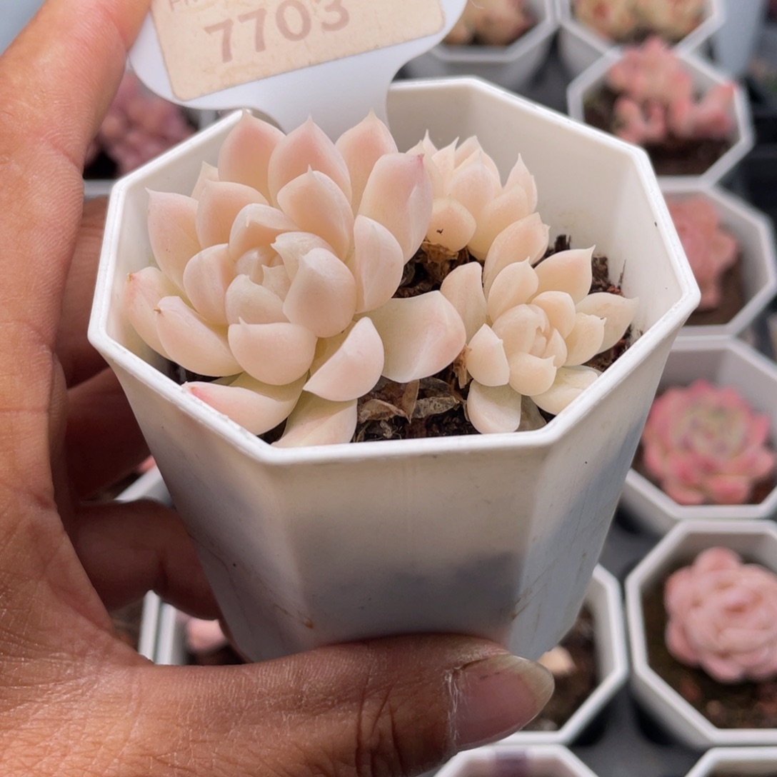 瑾***甜白月影7703-5.5厘米