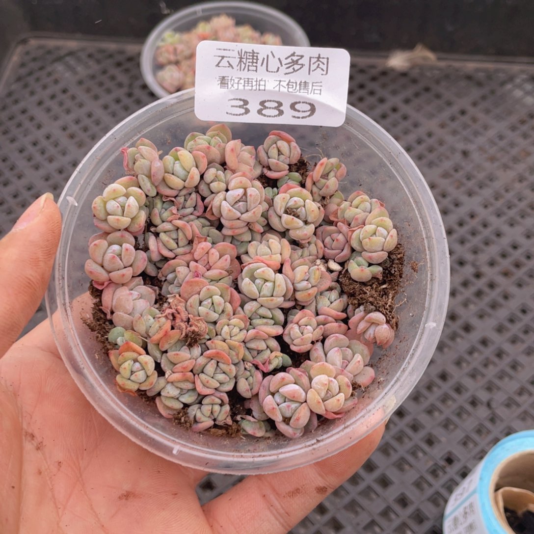 云糖心多肉植物389