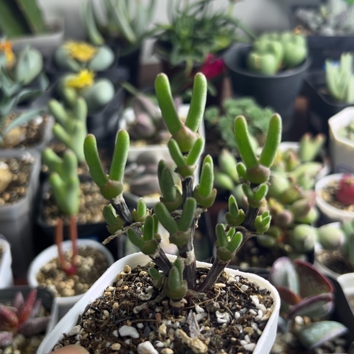 041 枝干兔子短耳兔子