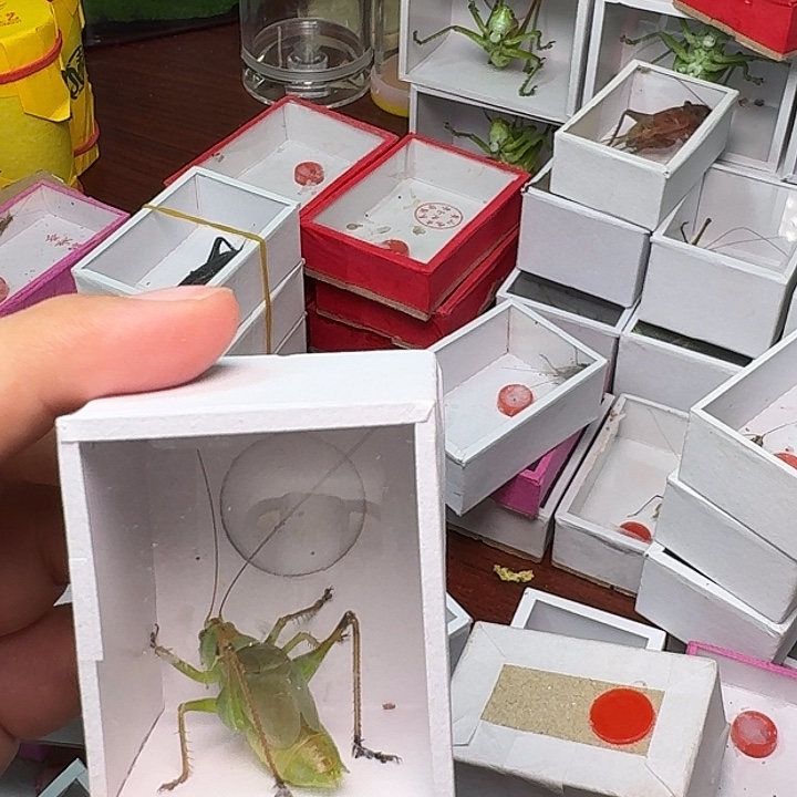 离***骚蟋蟀扎嘴1只。      