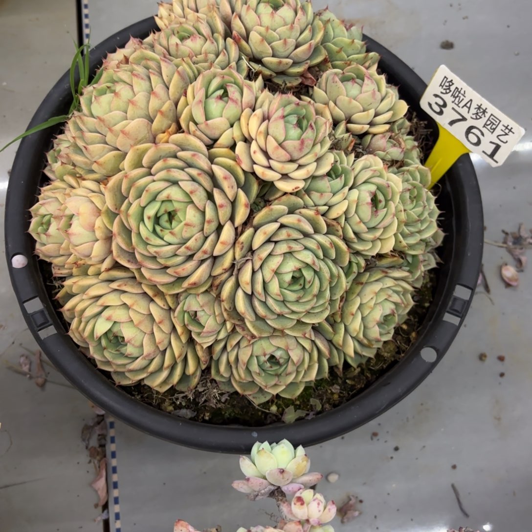 葡****4开开心心每一天3761