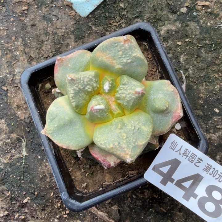 无花朵448归家牡丹锦东三