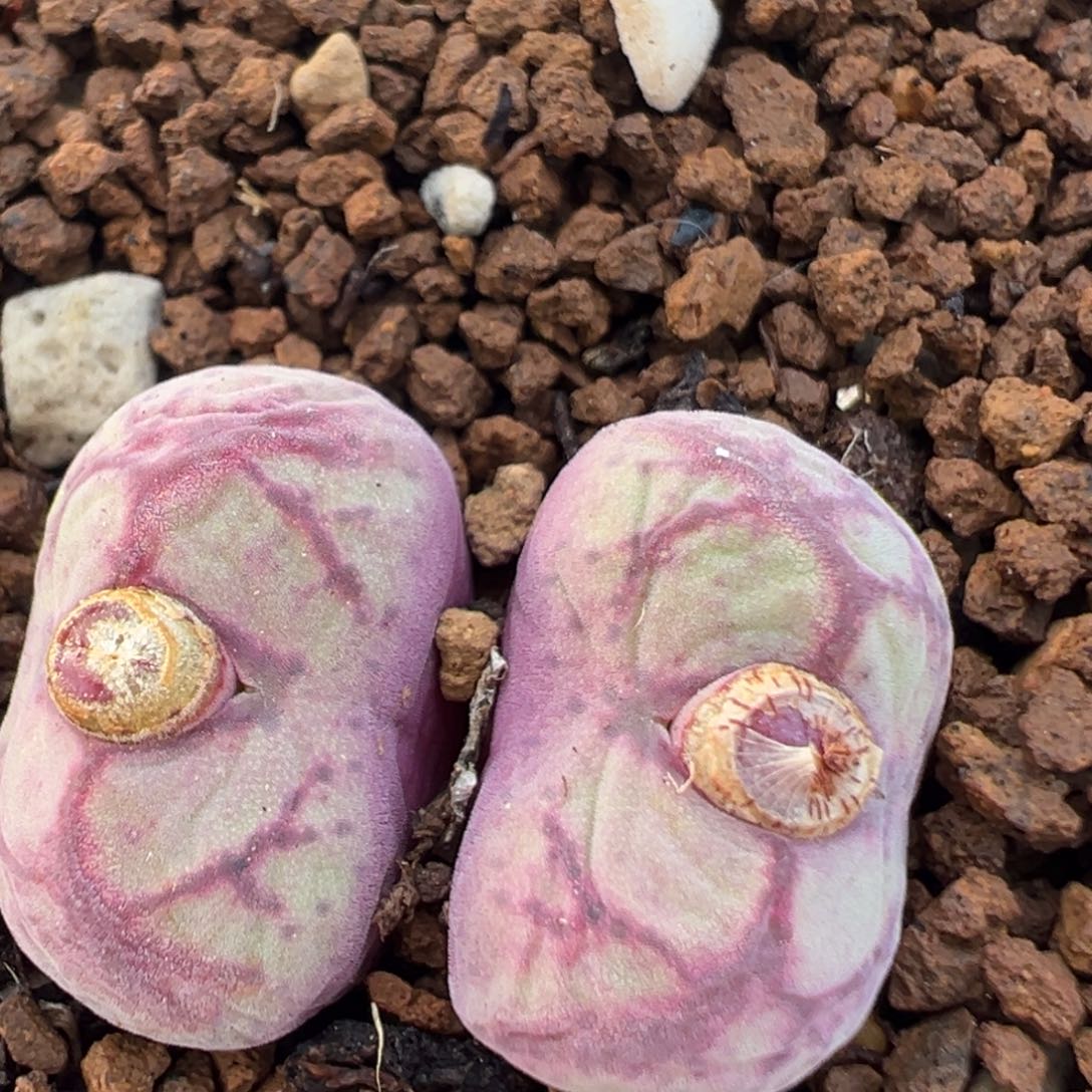 199多肉植物八重亘姬