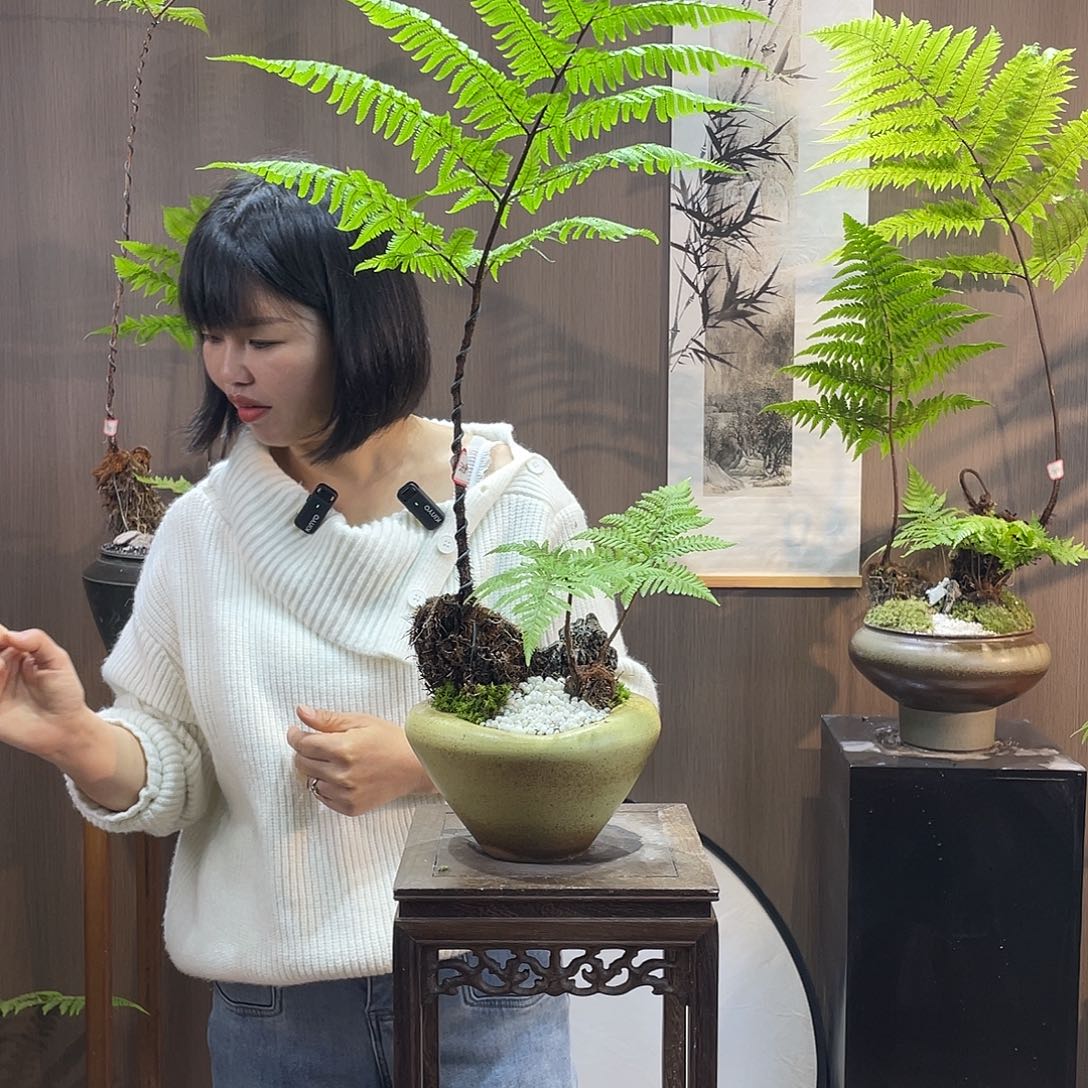 【闪购商品】萍*蕨类植物