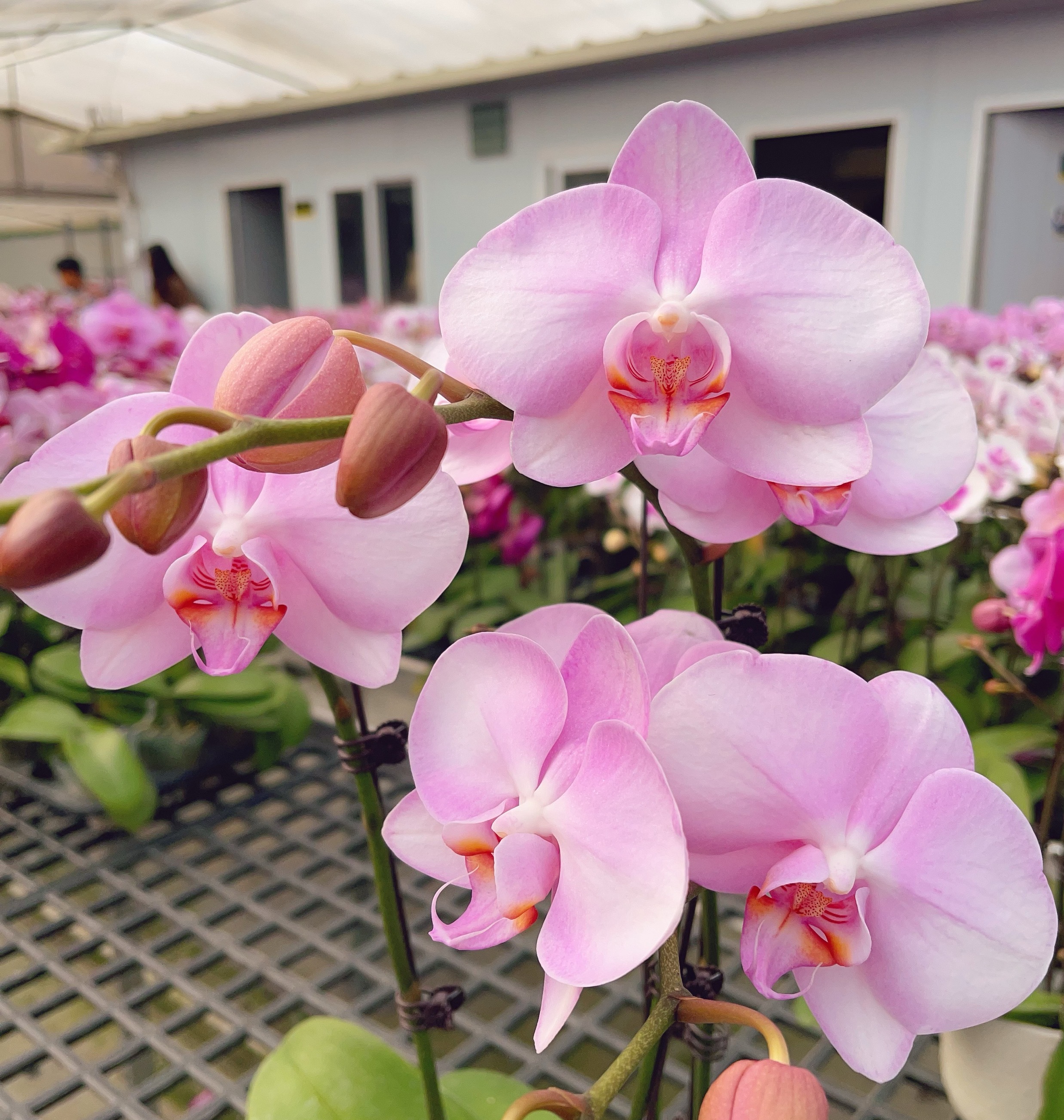 05【粉红珍珠】大花型.精品蝴蝶兰