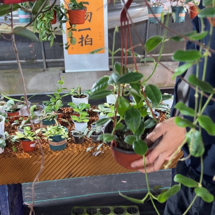 *****无花朵劳氏球兰中苗