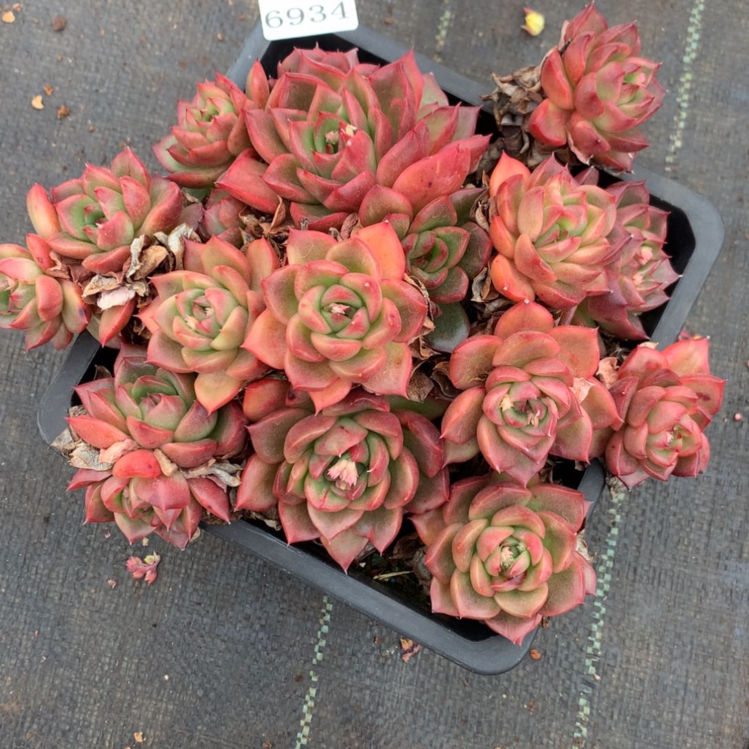 6934杂交多肉老桩