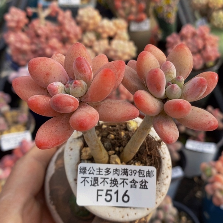 樱花奶516多肉植物