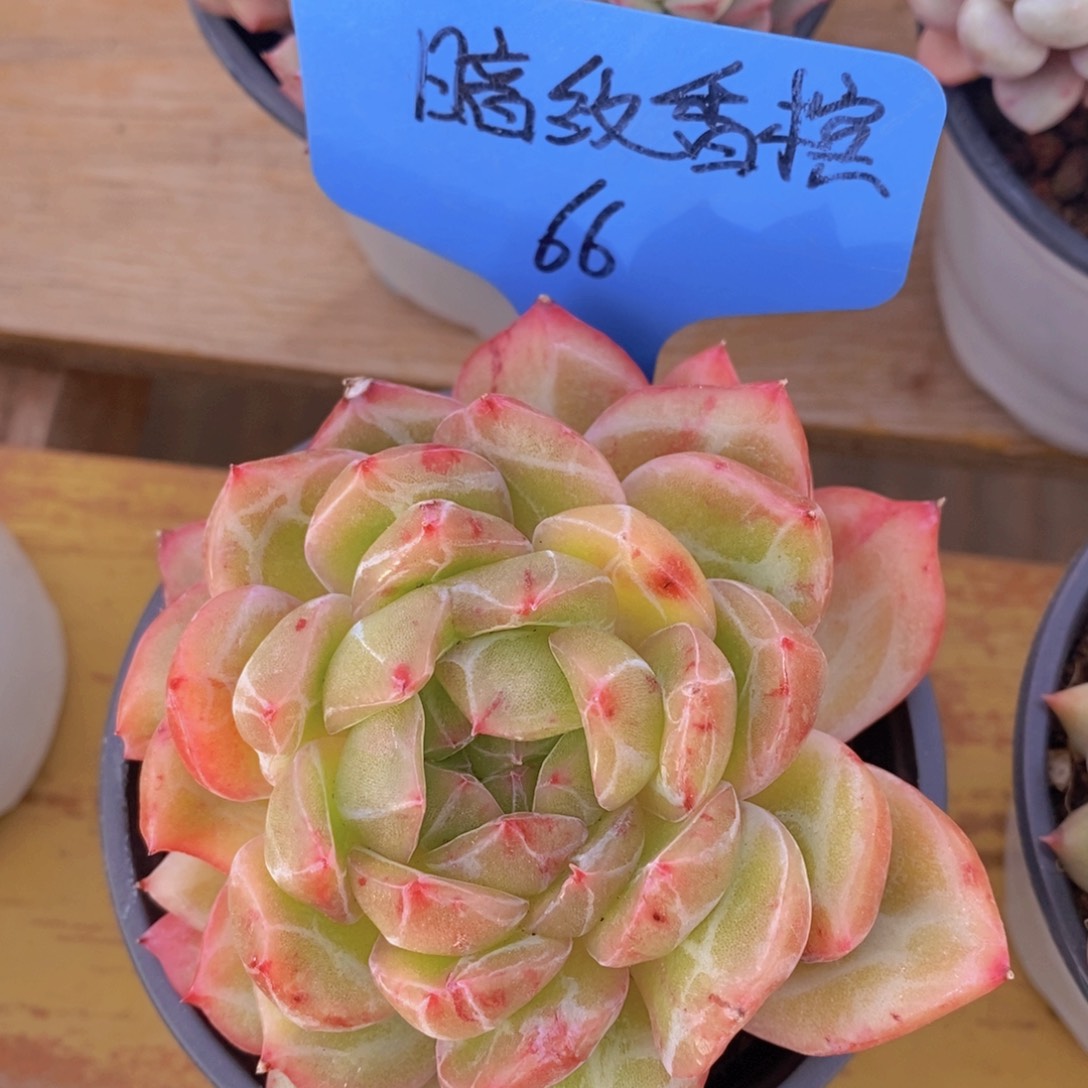 精品多肉，一物一拍，看准下单