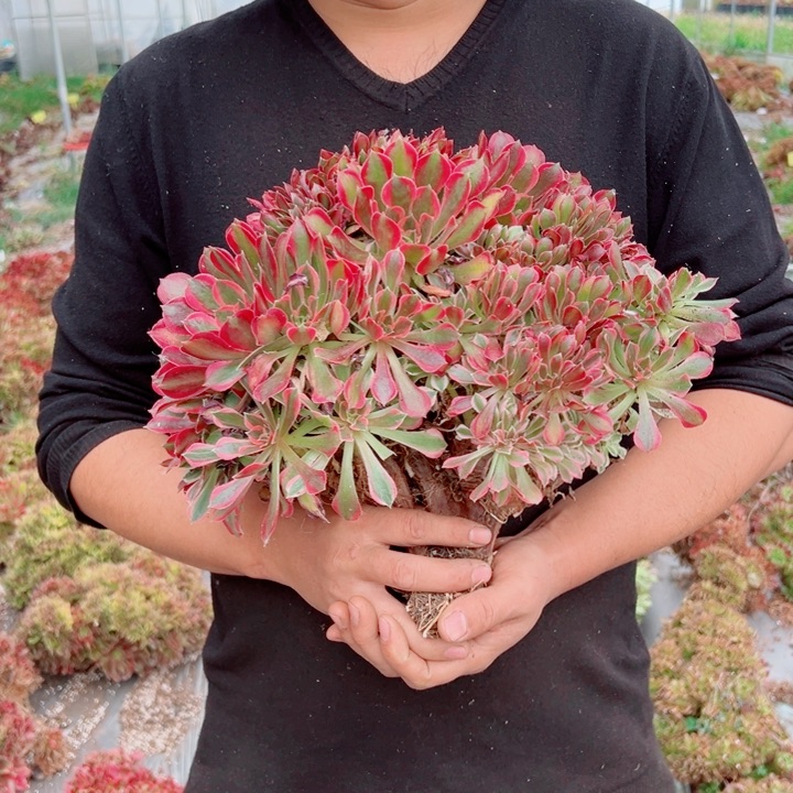 女郎醉话9号多肉法师