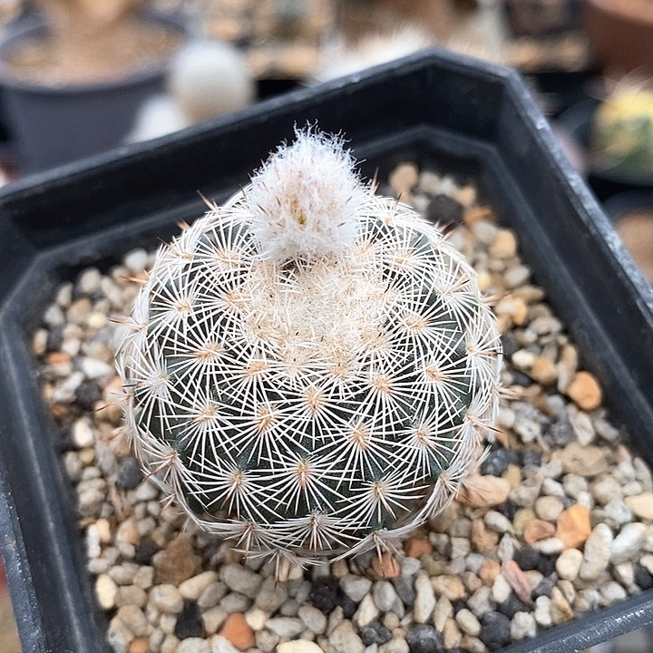 伯格曼虾实生仙人球3.6公分