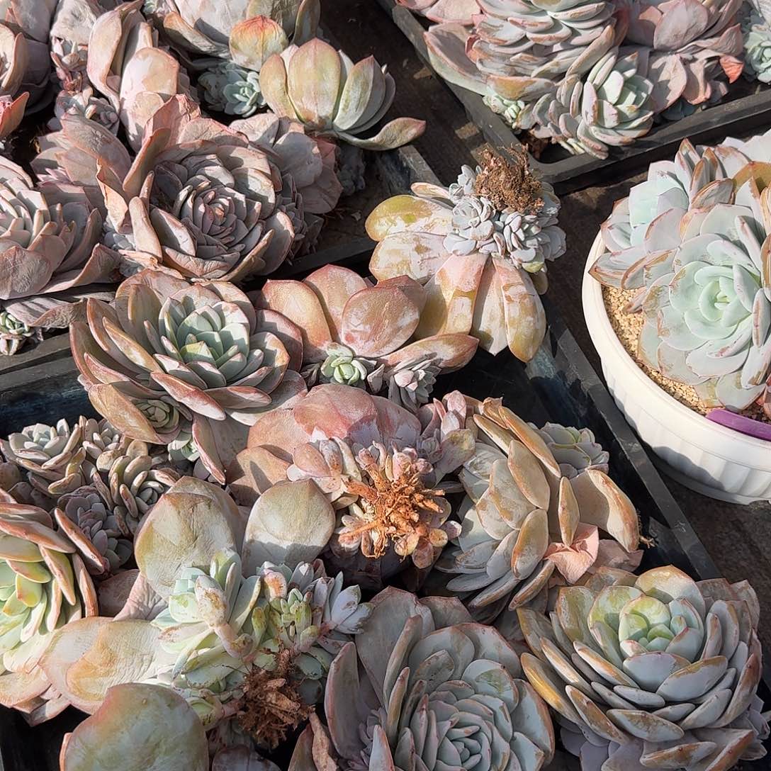 韩奶捧花潜力群5颗组随机，售后范围：签收起7天内