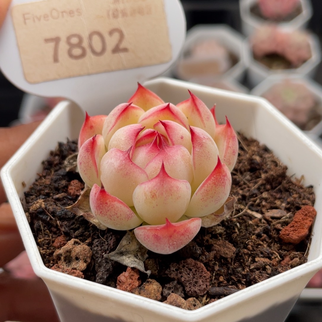 勾魂仙子7802-3.6厘米