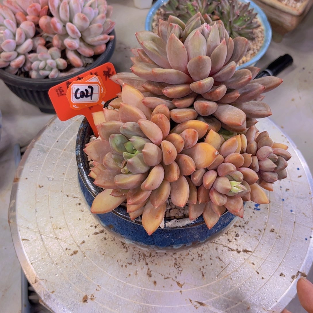 象牙027多肉植物