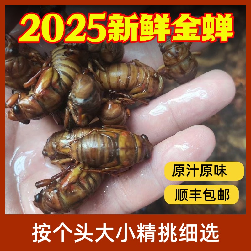 稍小一点】山东正宗梨园野生金蝉知了猴爬叉结了龟鲜活速冻顺丰