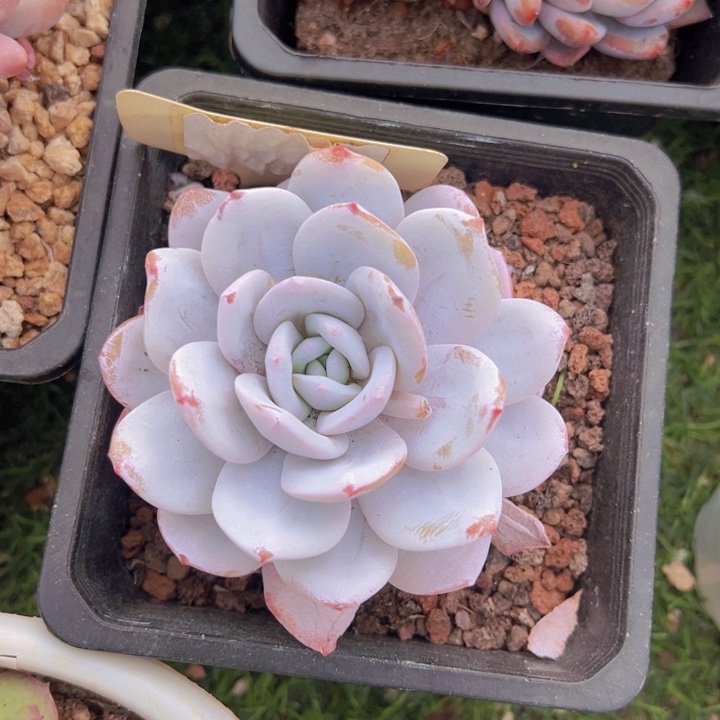 健健康康平平安安