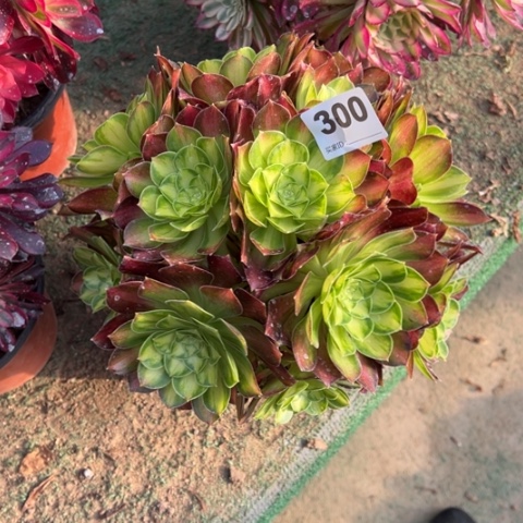 如****）300韶华朵朵多肉