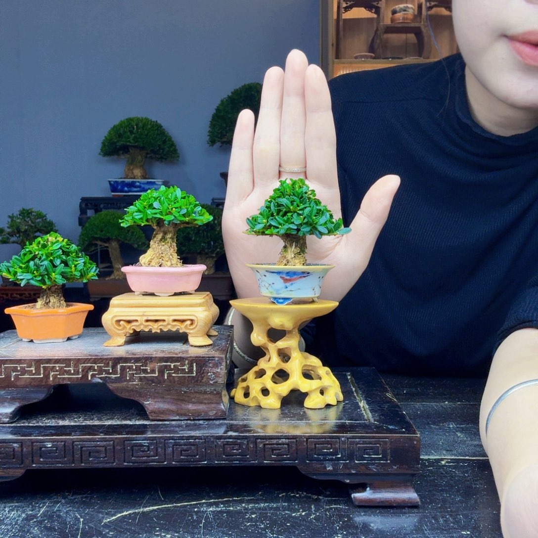 无花朵黄杨盆景一物一拍