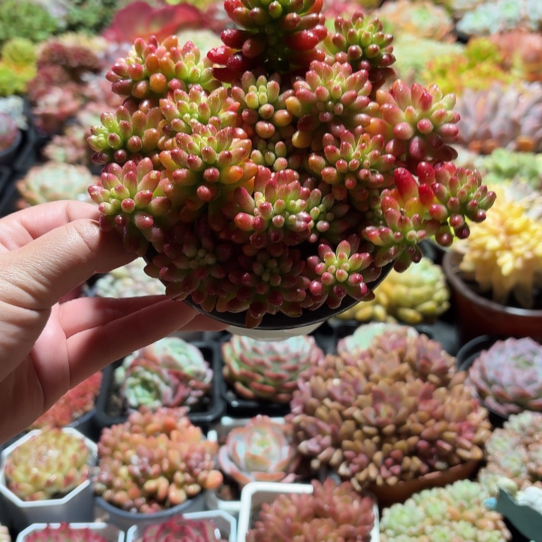 虹之玉锦多肉11㎝盆