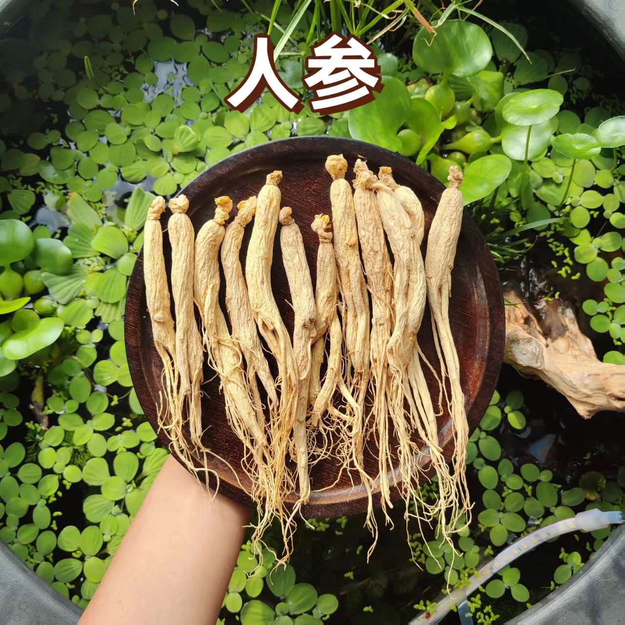 长白山干货生晒参【泡酒煲汤好搭配】