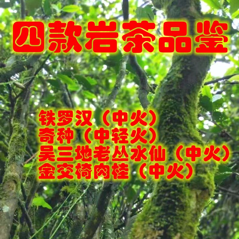 武夷岩茶4款品鉴装二