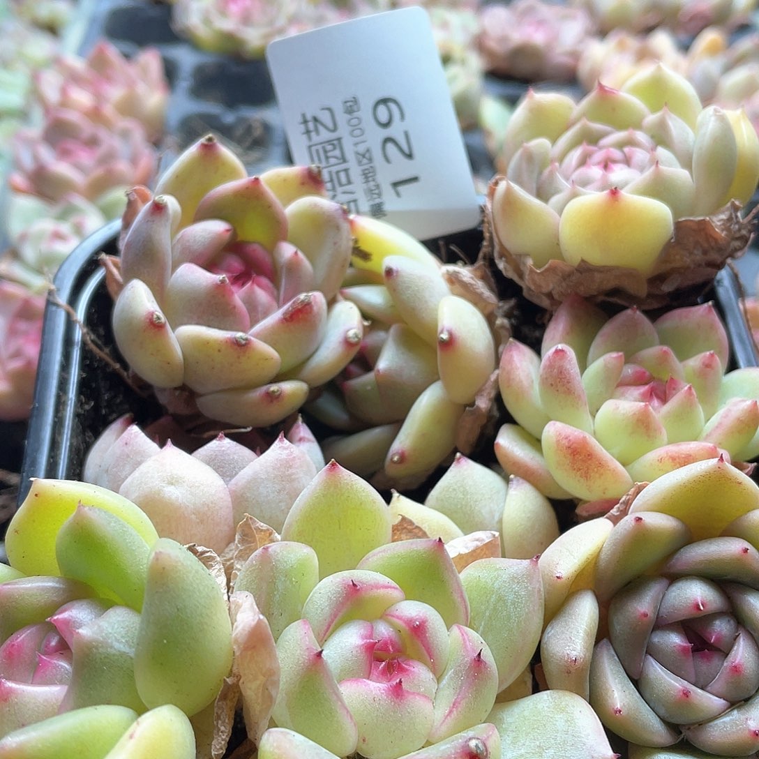 与***守珍妮混一物一拍129