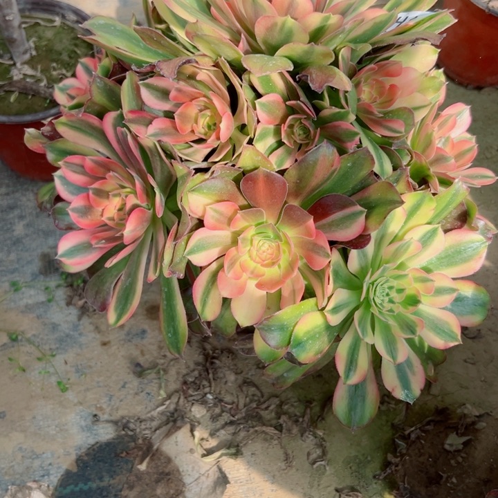 185洛神多肉植物