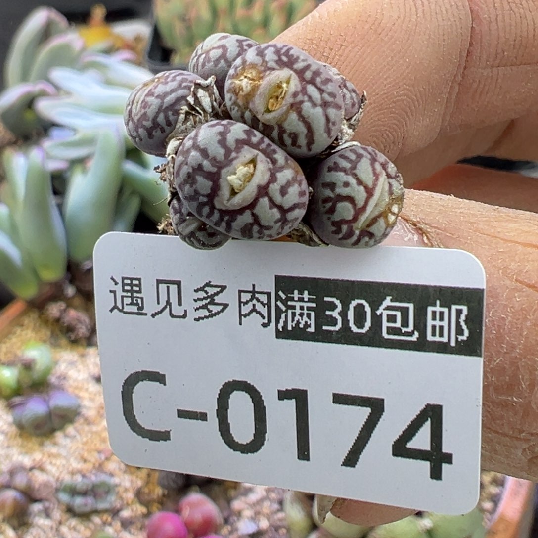 多肉植物1111111111111111