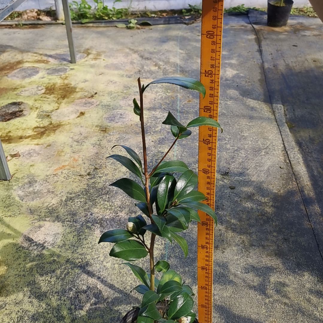 少量花朵（建议范围：2朵-5朵 或40%以下）紫罗璇