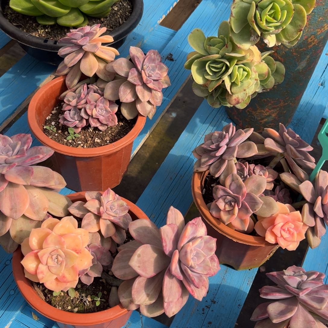 小雨多肉一物一拍紫乐锦