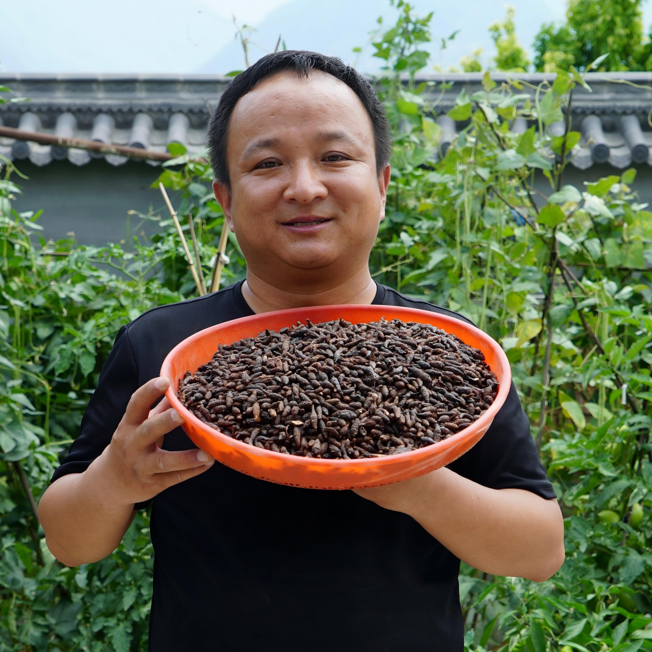 香附 甘肃香附 水草根非种植的大小颗都有