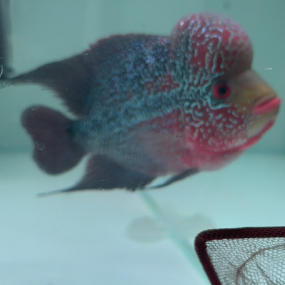 直播间改链接缸鸿运当头