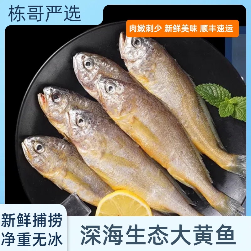 栋哥严选大连黄花鱼10-12头生鲜海鲜水产深海速冻无冰衣黄花鱼类