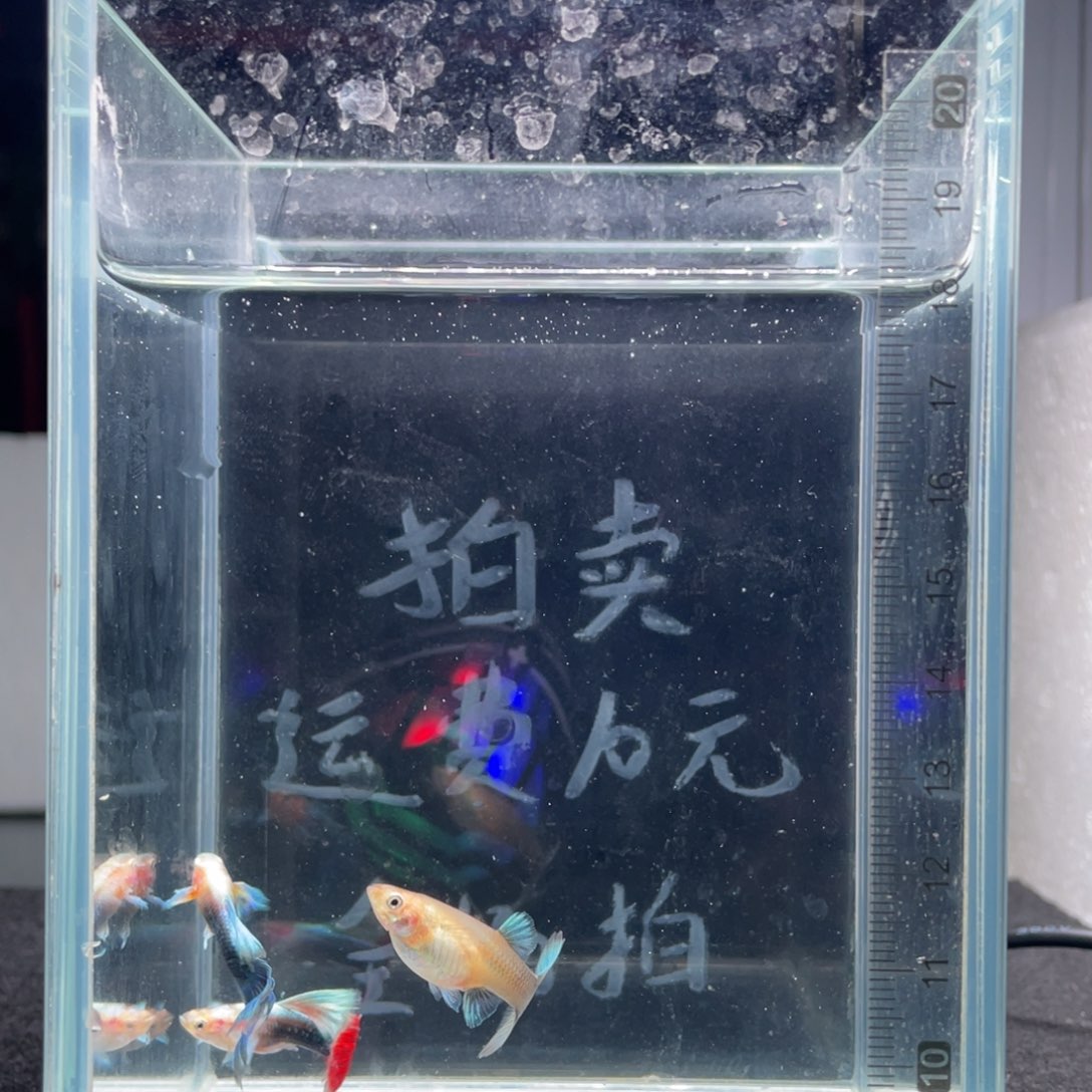 孔雀鱼黄化蓝礼服火烧云一对，送破损公鱼一条