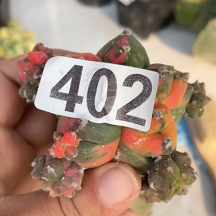 402号三角嫁接栾井一颗